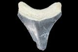 Bargain, Bone Valley Megalodon Tooth - Florida #99818-1